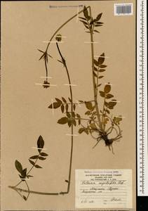 Valeriana sisymbriifolia Vahl, Caucasus, South Ossetia (K4b) (South Ossetia)