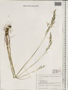 Poa trivialis L., Eastern Europe, Belarus (E3a) (Belarus)