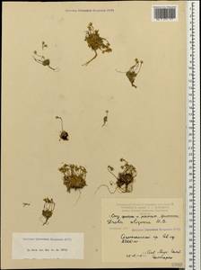 Draba siliquosa M. Bieb., Caucasus, Armenia (K5) (Armenia)