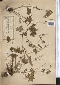 Geranium himalayense Klotzsch in Klotzsch & Garcke, Middle Asia, Northern & Central Tian Shan (M4) (Kyrgyzstan)