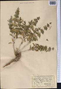 Lagochilus setulosus Vved., Middle Asia, Syr-Darian deserts & Kyzylkum (M7) (Kazakhstan)
