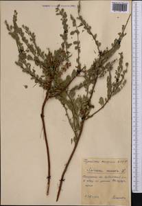 Spiraea crenata L., Middle Asia, Northern & Central Kazakhstan (M10) (Kazakhstan)