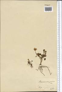 Ranunculus karelinii Czerep., Middle Asia, Dzungarian Alatau & Tarbagatai (M5) (Kazakhstan)