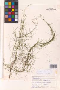 Potamogeton pusillus L., Eastern Europe, Western region (E3) (Russia)