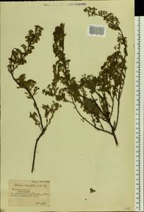 Spiraea crenata L., Eastern Europe, South Ukrainian region (E12) (Ukraine)