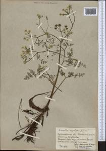 Oenanthe aquatica (L.) Poir., Middle Asia, Northern & Central Kazakhstan (M10) (Kazakhstan)