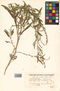 Atriplex patens (Litv.) Iljin, Siberia, Russian Far East (S6) (Russia)