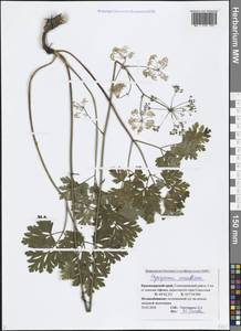 Physospermum cornubiense (L.) DC., Caucasus, Black Sea Shore (from Novorossiysk to Adler) (K3) (Russia)