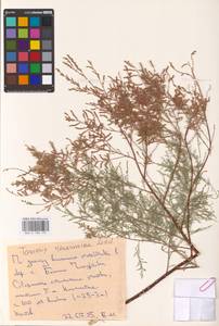 Tamarix ramosissima Ledeb., Eastern Europe, Lower Volga region (E9) (Russia)