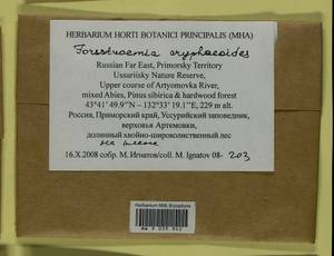 Forsstroemia cryphaeoides Cardot, Bryophytes, Bryophytes - Russian Far East (excl. Chukotka & Kamchatka) (B20) (Russia)