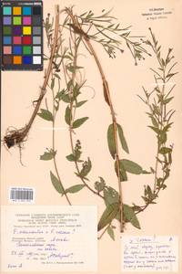 Epilobium adenocaulon × roseum, Eastern Europe, Moscow region (E4a) (Russia)