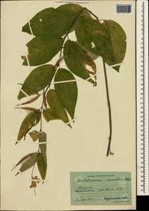 Vincetoxicum scandens Sommier & Levier, Crimea (KRYM) (Russia)