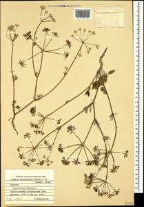 Elwendia cylindrica (Boiss. & Hausskn.) Pimenov & Kljuykov, Caucasus, Armenia (K5) (Armenia)