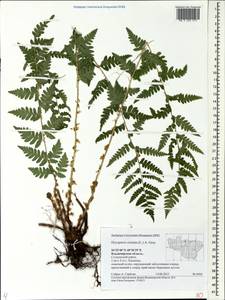 Dryopteris cristata (L.) A. Gray, Eastern Europe, Central region (E4) (Russia)