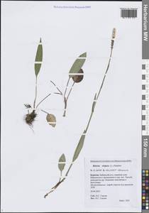 Bistorta vivipara (L.) Delarbre, Siberia, Baikal & Transbaikal region (S4) (Russia)