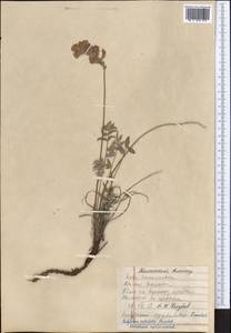 Hedysarum minjanense Rech.f., Middle Asia, Western Tian Shan & Karatau (M3) (Kazakhstan)