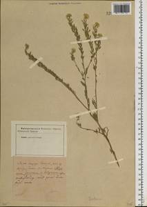 Berteroa incana (L.) DC., Siberia (no precise locality) (S0) (Russia)