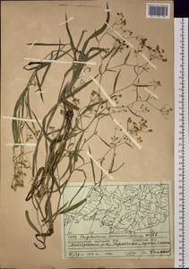 Bupleurum scorzonerifolium Willd., Siberia, Russian Far East (S6) (Russia)