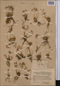 Rosularia alpestris (Kar. & Kir.) Boriss., Middle Asia, Western Tian Shan & Karatau (M3) (Uzbekistan)