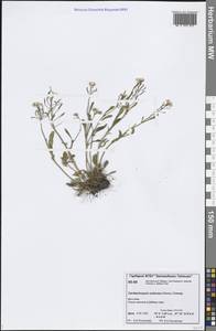 Arabidopsis lyrata subsp. petraea (L.) O'Kane & Al-Shehbaz, Siberia, Central Siberia (S3) (Russia)