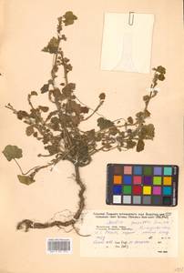 Malva pusilla Sm., Siberia, Russian Far East (S6) (Russia)