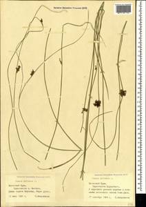 Juncus inflexus L., Crimea (KRYM) (Russia)