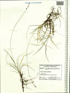 Carex amgunensis F.Schmidt, Siberia, Central Siberia (S3) (Russia)