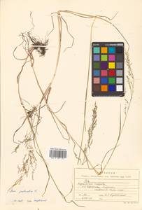 Poa palustris L., Siberia, Russian Far East (S6) (Russia)