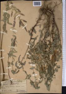 Mentha longifolia var. asiatica (Boriss.) Rech.f., Middle Asia, Western Tian Shan & Karatau (M3) (Kazakhstan)