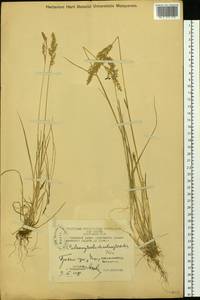Calamagrostis deschampsioides Trin., Siberia, Chukotka & Kamchatka (S7) (Russia)