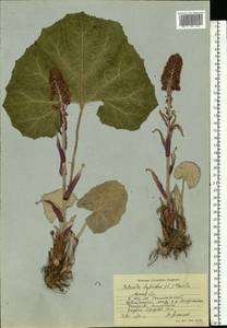 Petasites hybridus (L.) G. Gaertn., B. Mey. & Scherb., Eastern Europe, Moscow region (E4a) (Russia)