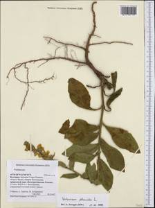 Verbascum phlomoides L., Western Europe (EUR) (Bulgaria)