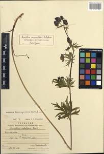 Aconitum woroschilovii Luferov, Siberia, Chukotka & Kamchatka (S7) (Russia)