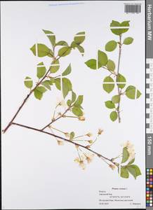 Prunus cerasus subsp. cerasus, Eastern Europe, Central region (E4) (Russia)