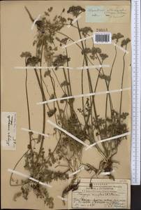 Lomatocarpa albomarginata (Schrenk) Pimenov & Lavrova, Middle Asia, Western Tian Shan & Karatau (M3) (Kazakhstan)