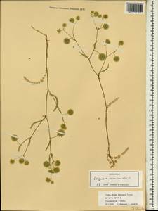 Lagoecia cuminoides L., South Asia, South Asia (Asia outside ex-Soviet states and Mongolia) (ASIA) (Turkey)