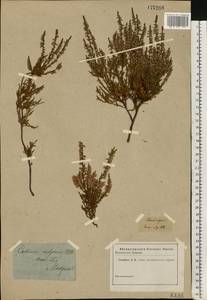 Calluna vulgaris (L.) Hull, Eastern Europe, Moscow region (E4a) (Russia)