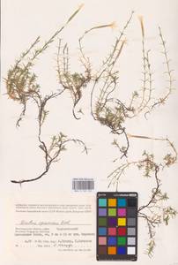 Dianthus squarrosus M.Bieb., Eastern Europe, Lower Volga region (E9) (Russia)