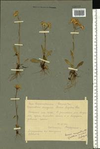 Tephroseris aurantiaca (Hoppe ex Willd.) Griseb. & Schenk, Eastern Europe, Northern region (E1) (Russia)