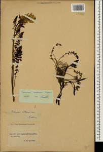 Pedicularis kaufmannii Pinzger, Caucasus, Stavropol Krai, Karachay-Cherkessia & Kabardino-Balkaria (K1b) (Russia)