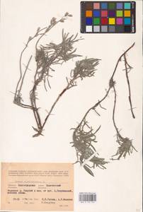 MHA 0 153 724, Onosma simplicissima L., Eastern Europe, Lower Volga region (E9) (Russia)