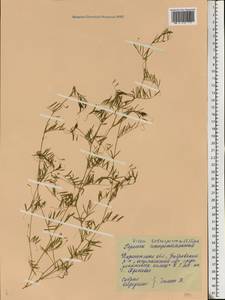 Vicia tetrasperma (L.) Schreb., Eastern Europe, Central forest-and-steppe region (E6) (Russia)
