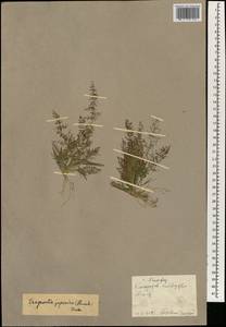 Eragrostis japonica (Thunb.) Trin., South Asia, South Asia (Asia outside ex-Soviet states and Mongolia) (ASIA) (China)