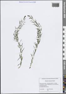 Thesium ramosum Hayne, Eastern Europe, Moscow region (E4a) (Russia)