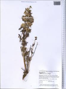 Lagochilus platyacanthus Rupr., Middle Asia, Northern & Central Tian Shan (M4) (Kyrgyzstan)