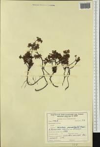 Kalmia procumbens (L.) Gift, Kron & P. F. Stevens, Siberia, Baikal & Transbaikal region (S4) (Russia)