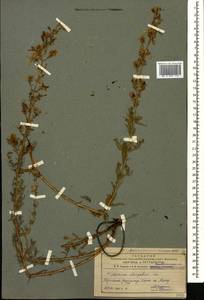 Hypericum elongatum Ledeb., Caucasus, Armenia (K5) (Armenia)