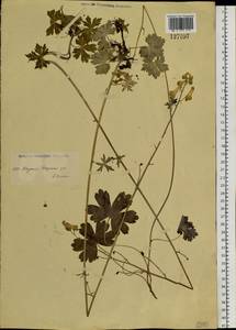 Aconitum ranunculoides Turcz., Siberia, Yakutia (S5) (Russia)