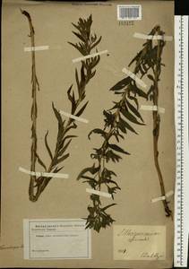 Lithospermum officinale L., Eastern Europe, South Ukrainian region (E12) (Ukraine)