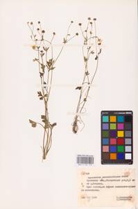 Ranunculus sardous Crantz, Eastern Europe, Belarus (E3a) (Belarus)